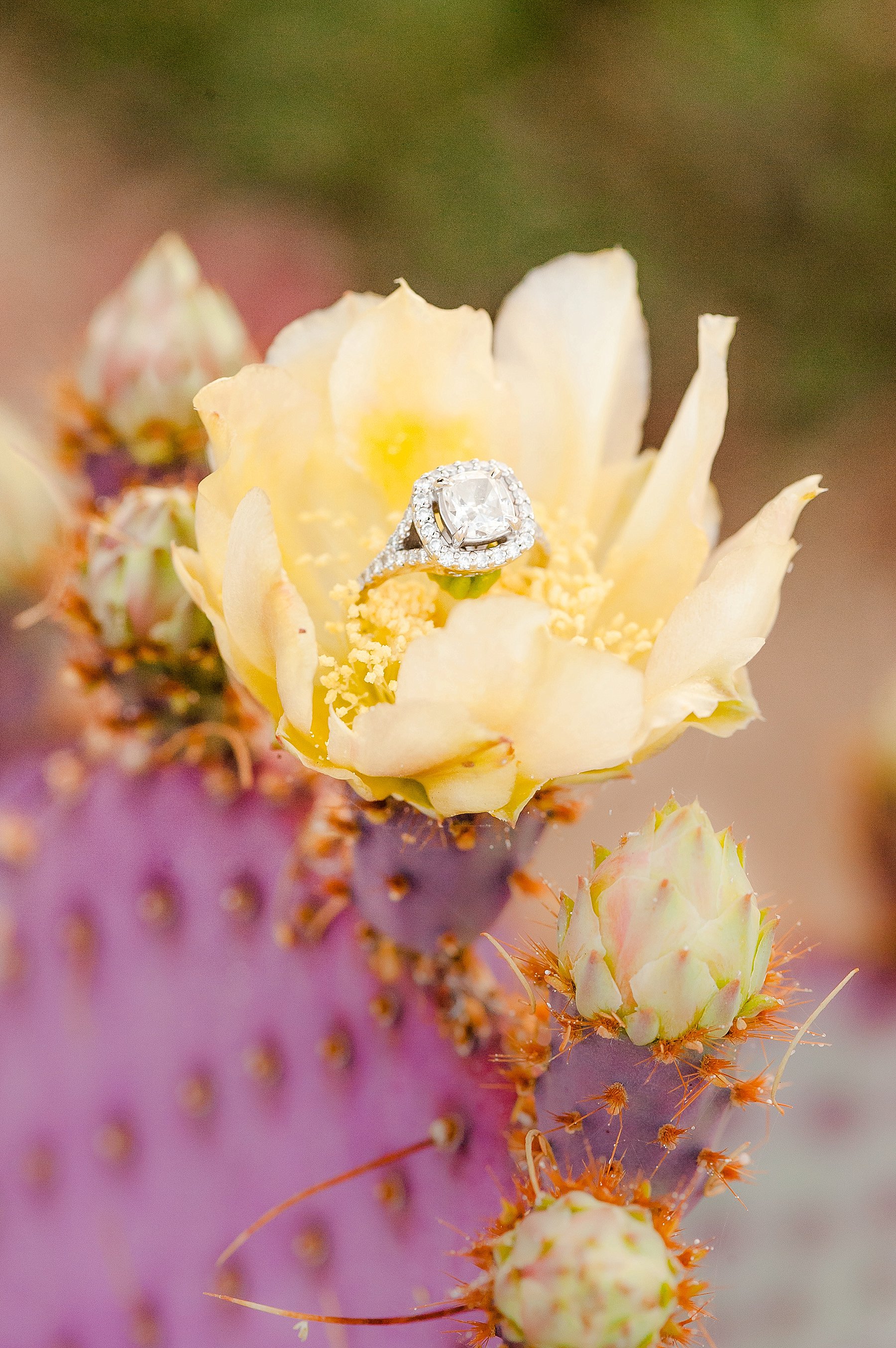 DC Ranch Desert Engagement Ring Yellow Cactus Flower Scottsdale AZ Photo