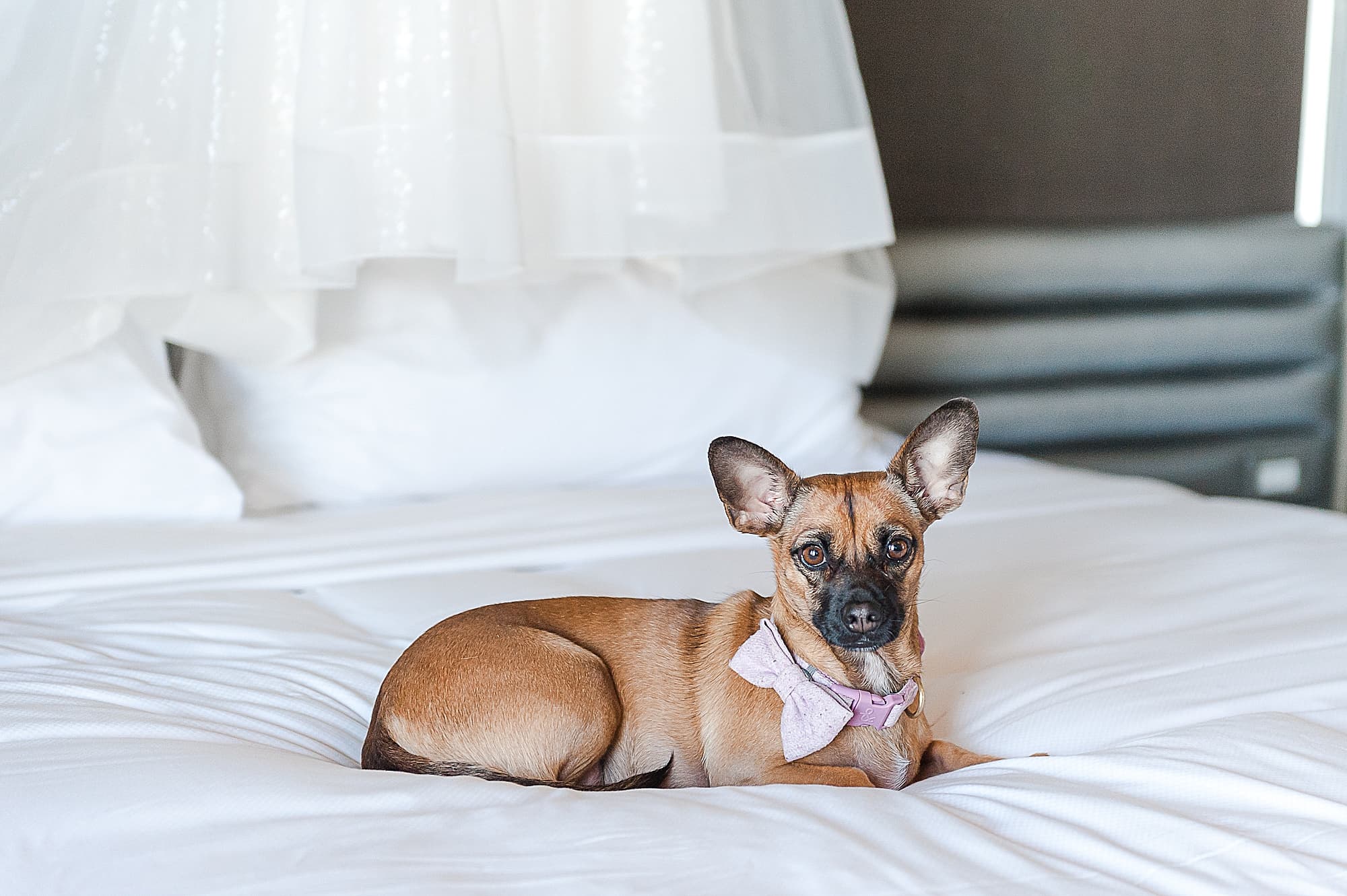  Modern Wedding Scottsdale Arizona Photographer Hotel Valley Ho with dog
